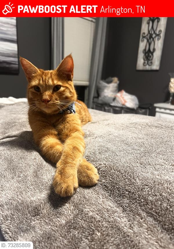 Lost Male Cat last seen Near Griffin Rd, Arlington, TN 38002