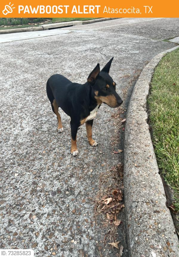 Found/Stray Female Dog last seen Texas laurel, Atascocita, TX 77346