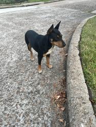 Found/Stray Female Dog last seen Texas laurel, Atascocita, TX 77346