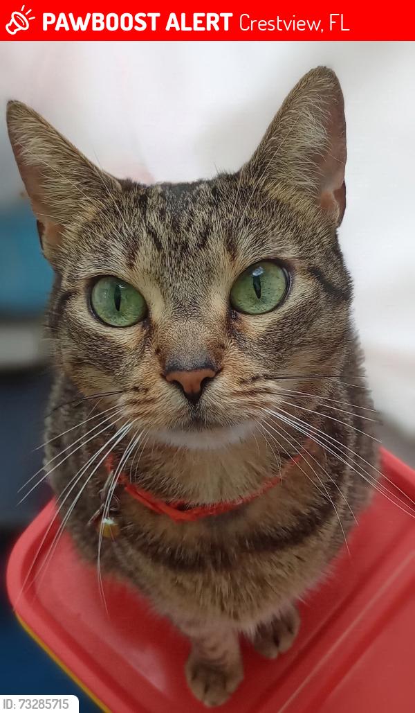 Lost Female Cat last seen Wisteria Ave and Farmers street Crestview Florida, Crestview, FL 32539