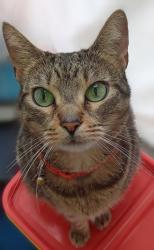 Lost Female Cat last seen Wisteria Ave and Farmers street Crestview Florida, Crestview, FL 32539