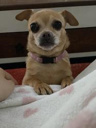 Reunited Female Dog last seen Higley and the 60 near Lowe’s, Mesa, AZ 85206