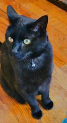 Lost Male Cat last seen 18th St. & West Kiowa, Colorado Springs, CO 80904