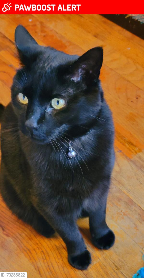 Lost Male Cat last seen 18th St. & West Kiowa, Colorado Springs, CO 80904