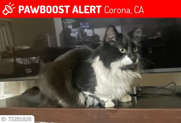 Lost Male Cat last seen Bennett Ave, Masters Drive, Corona, CA 92883