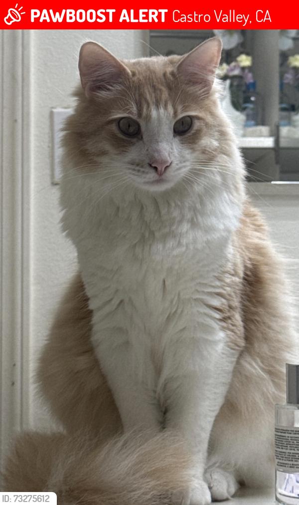 Lost Male Cat last seen Summerglen Pl, Summercrest, Greenville Dr(Pl), Castro Valley, CA 94552
