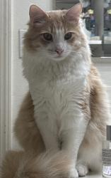Lost Male Cat last seen Summerglen Pl, Summercrest, Greenville Dr(Pl), Castro Valley, CA 94552