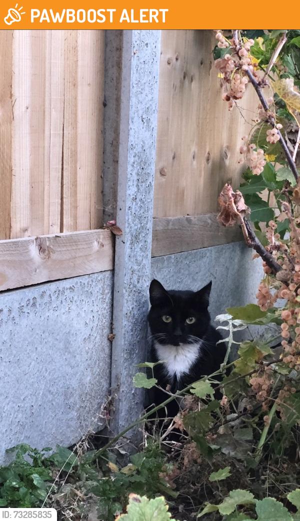 Found/Stray Unknown Cat last seen Fanshawe avenue, Greater London, England 