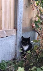 Found/Stray Unknown Cat last seen Fanshawe avenue, Greater London, England 