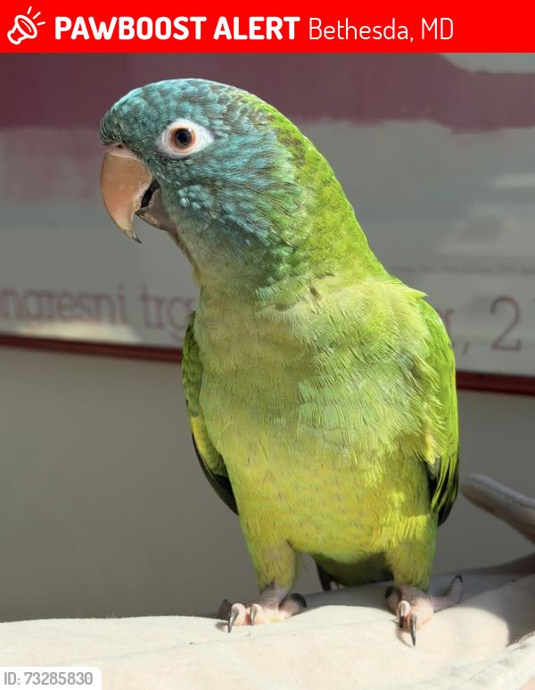Lost Unknown Bird last seen Near Battery Lane, Bethesda, MD 20814