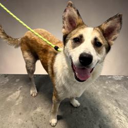 Found/Stray Female Dog last seen Hwy 6 and Huffmeister in Copperfield area, Houston, TX 77095