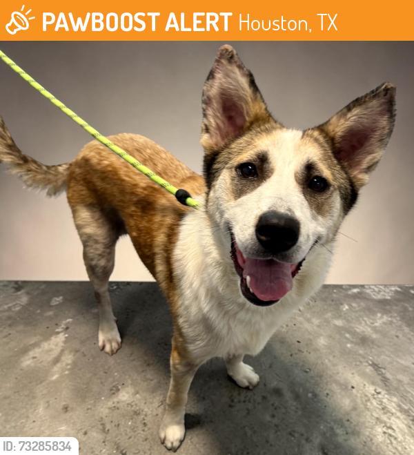 Found/Stray Female Dog last seen Hwy 6 and Huffmeister in Copperfield area, Houston, TX 77095