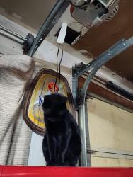 Lost Female Cat last seen Morain and neel ct, Kennewick, WA 99336