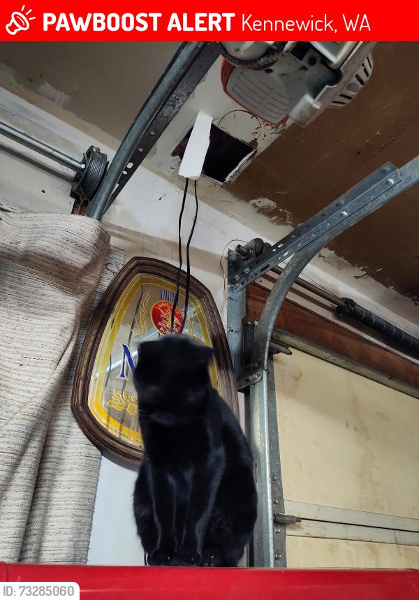 Lost Female Cat last seen Morain and neel ct, Kennewick, WA 99336