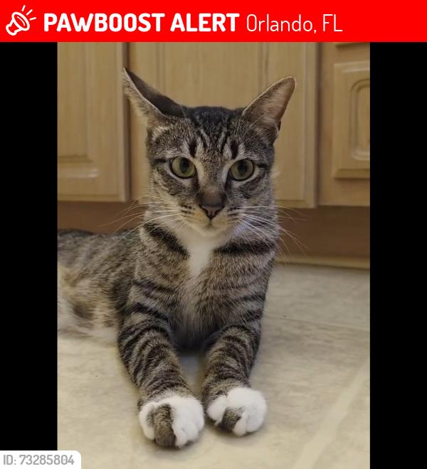 Lost Female Cat last seen Lost in conway acres neighborhood, Orlando, FL 32812
