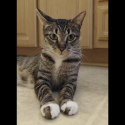 Lost Female Cat last seen Lost in conway acres neighborhood, Orlando, FL 32812