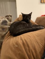 Lost Male Cat last seen Valley Oak, Los Gatos, CA 95030