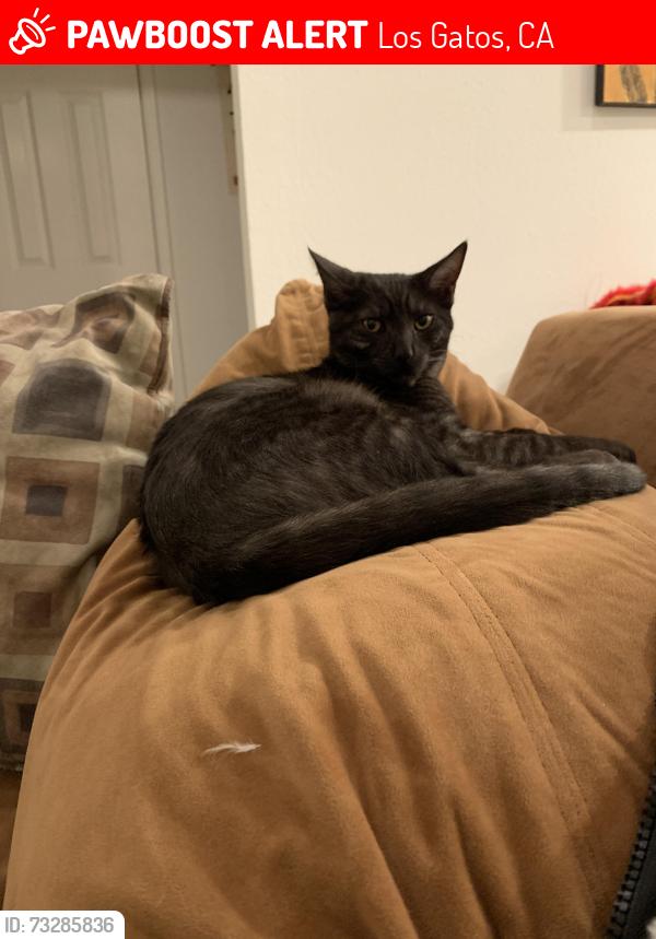 Lost Male Cat last seen Valley Oak, Los Gatos, CA 95030