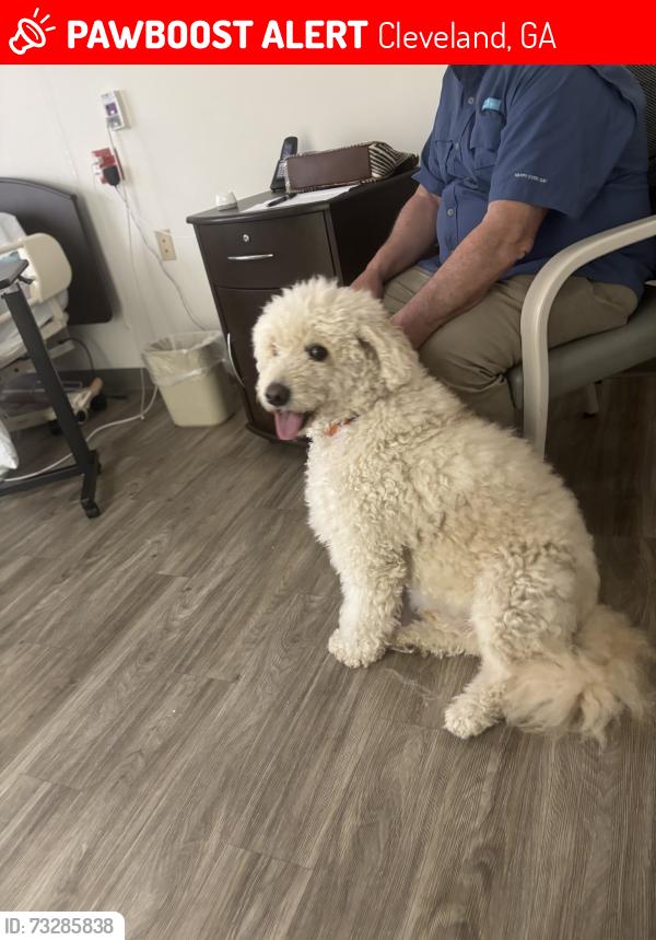 Found/Stray Male Dog last seen Windy Acres Dr and Helen Highway, Cleveland, GA 30528