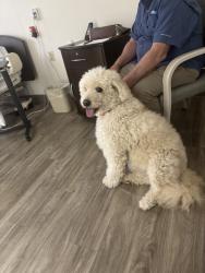 Found/Stray Male Dog last seen Windy Acres Dr and Helen Highway, Cleveland, GA 30528