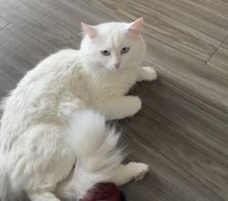 Lost Male Cat last seen Invention blvd, Ottawa, ON 