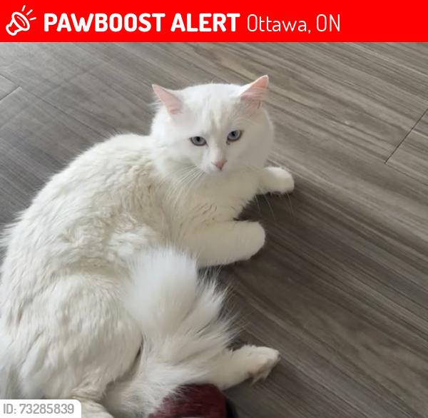 Lost Male Cat last seen Invention blvd, Ottawa, ON 