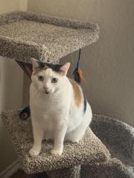 Reunited Female Cat last seen Near Rhyder Ridge, San Antonio, TX 78254, USA, San Antonio, TX 78254