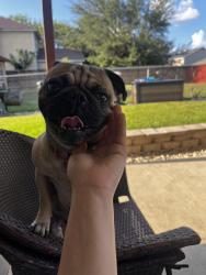 Lost Male Dog last seen Marbach and Military drive, San Antonio, TX 78227