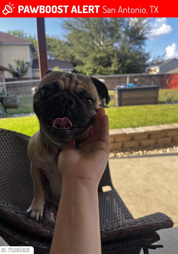 Lost Male Dog last seen Marbach and Military drive, San Antonio, TX 78227