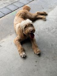 Found/Stray Female Dog last seen 288st and 167 ave, Homestead, FL 33033