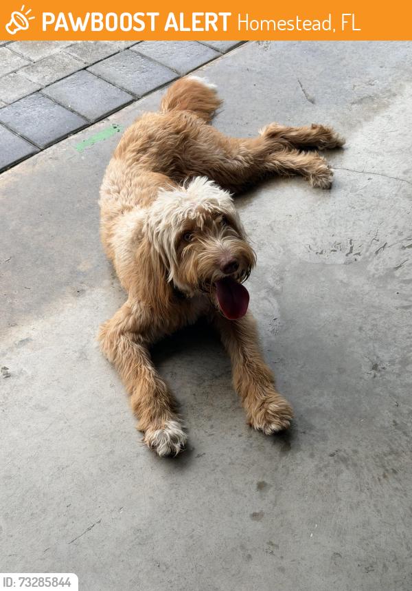Found/Stray Female Dog last seen 288st and 167 ave, Homestead, FL 33033