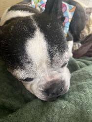 Reunited Female Dog last seen Near and elephant road, Dublin, PA 18917