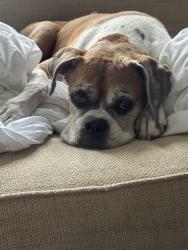 Reunited Female Dog last seen S sterling ave & w corona st., Tampa, FL 33629