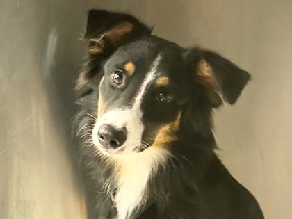 Shelter Stray Male Dog last seen Near SUNNY LN, City of Cedar Park, TX, 1855 SE Inner Loop, Georgetown, TX 78626, USA