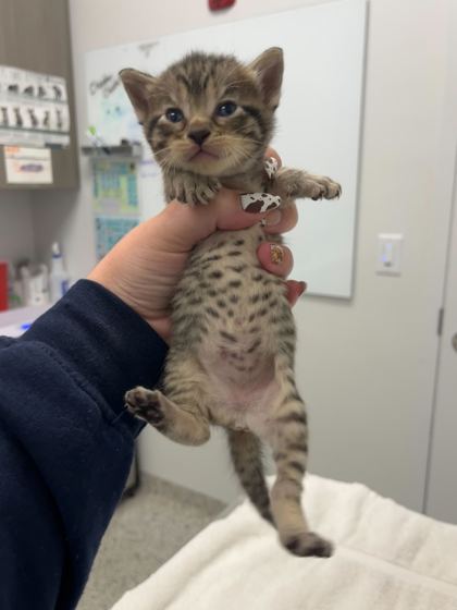 Shelter Stray Female Cat last seen Near Locust St, 64106, 64106, MO, 7077 Elmwood Ave, Kansas City, MO 64132, USA