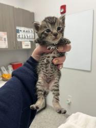 Shelter Stray Male Cat last seen Near Locust St, 64106, 64106, MO, 7077 Elmwood Ave, Kansas City, MO 64132, USA