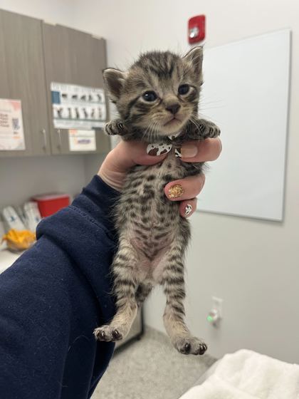Shelter Stray Male Cat last seen Near Locust St, 64106, 64106, MO, 7077 Elmwood Ave, Kansas City, MO 64132, USA