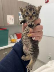 Shelter Stray Female Cat last seen Near Locust St, 64106, 64106, MO, 7077 Elmwood Ave, Kansas City, MO 64132, USA