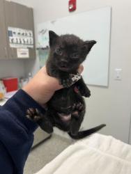 Shelter Stray Female Cat last seen Near Locust St, 64106, 64106, MO, 7077 Elmwood Ave, Kansas City, MO 64132, USA