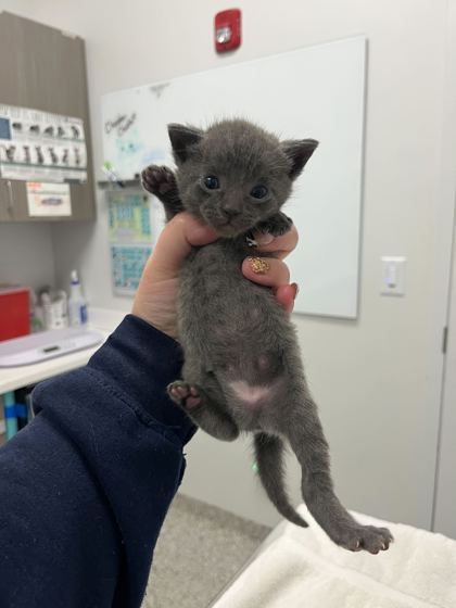Shelter Stray Female Cat last seen Near Locust St, 64106, 64106, MO, 7077 Elmwood Ave, Kansas City, MO 64132, USA