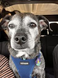 Lost Male Dog last seen Federal street and market street area, Houston, TX 77015