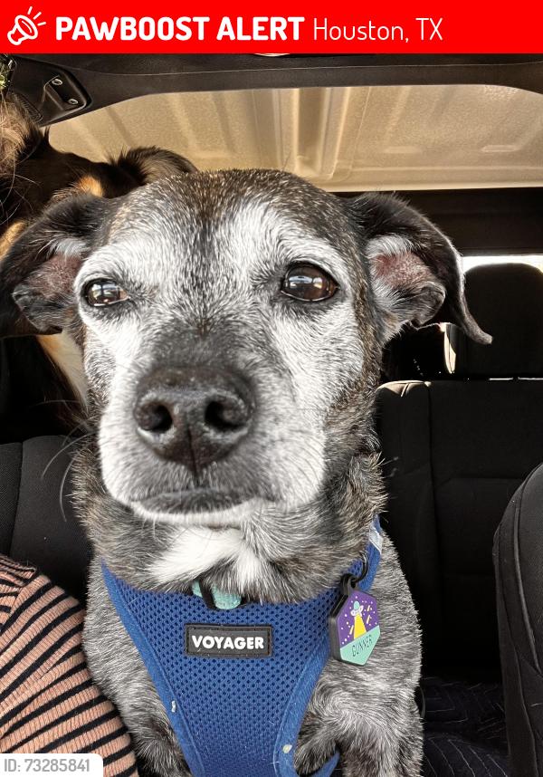 Lost Male Dog last seen Federal street and market street area, Houston, TX 77015