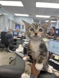 Shelter Stray Female Cat last seen Near Half Moon Rd, New Bern, NC, 1639 Old Airport Rd, New Bern, NC 28562, USA