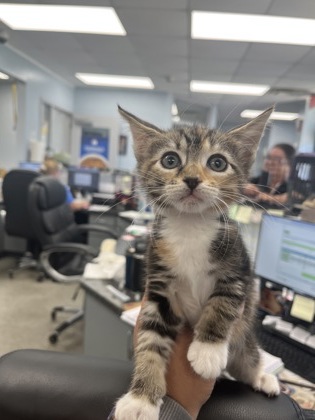 Shelter Stray Female Cat last seen Near Half Moon Rd, New Bern, NC, 1639 Old Airport Rd, New Bern, NC 28562, USA