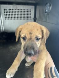 Shelter Stray Female Dog last seen Near Asbury Ave, East District,, 355 Hillshire Dr, Haslet, TX 76052, USA