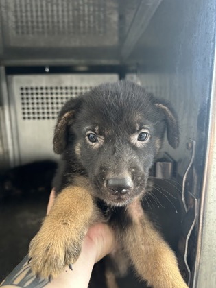 Shelter Stray Female Dog last seen Near Asbury Ave, East District,, 355 Hillshire Dr, Haslet, TX 76052, USA