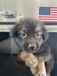 Shelter Stray Male Dog last seen Near Asbury Ave, East District,, 355 Hillshire Dr, Haslet, TX 76052, USA