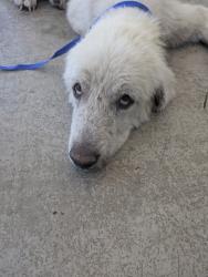 Shelter Stray Male Dog last seen Near N Beach St, East District, TX, 355 Hillshire Dr, Haslet, TX 76052, USA