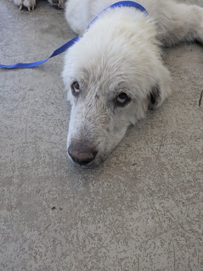 Shelter Stray Male Dog last seen Near N Beach St, East District, TX, 355 Hillshire Dr, Haslet, TX 76052, USA