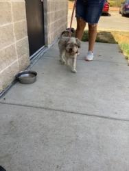 Shelter Stray Male Dog last seen Near S JENNINGS AVE, Central District, TX, 355 Hillshire Dr, Haslet, TX 76052, USA